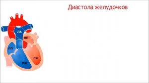 Три фазы сердечного цикла