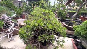 Чёрная сосна. Бонсай клиента.