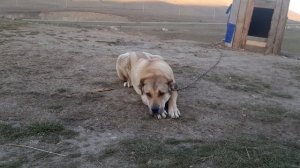 Кавказский Волкодав - Малыш! 11мес.