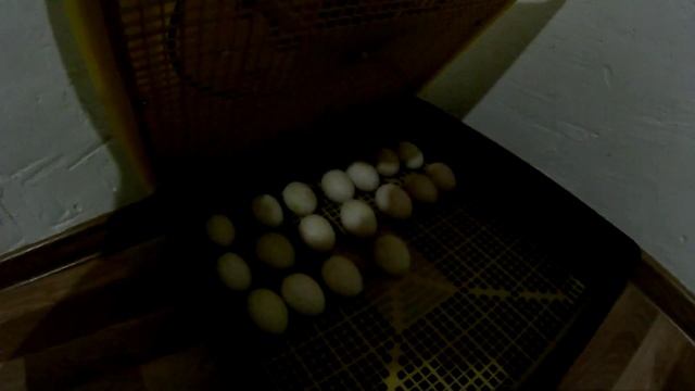 Вывод мускусных уток в инкубаторе смотреть онлайн