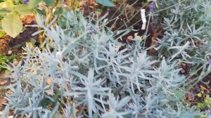 Календарь работ в октябре. Розы и не только.