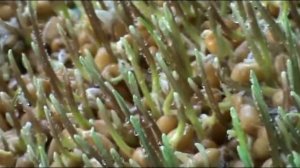 Как быстро прорастает пшеница