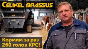 Кормим 260 голов КРС за раз. Кормораздатчик Celikel Brassus H14.