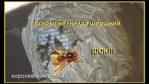 Шок! Вскрываем гнездо шершней. С живыми шершнями