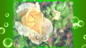 Футаж. Цветы под дождём 15 Footage. Flowers in the rain 15