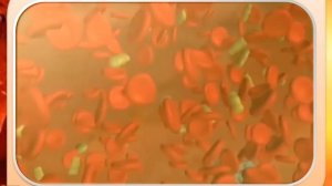 Биология. Урок №18 Состав крови Плазма