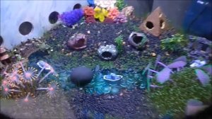 Выращиваю водоросли с семян Али под новый дизайн аквариума.
