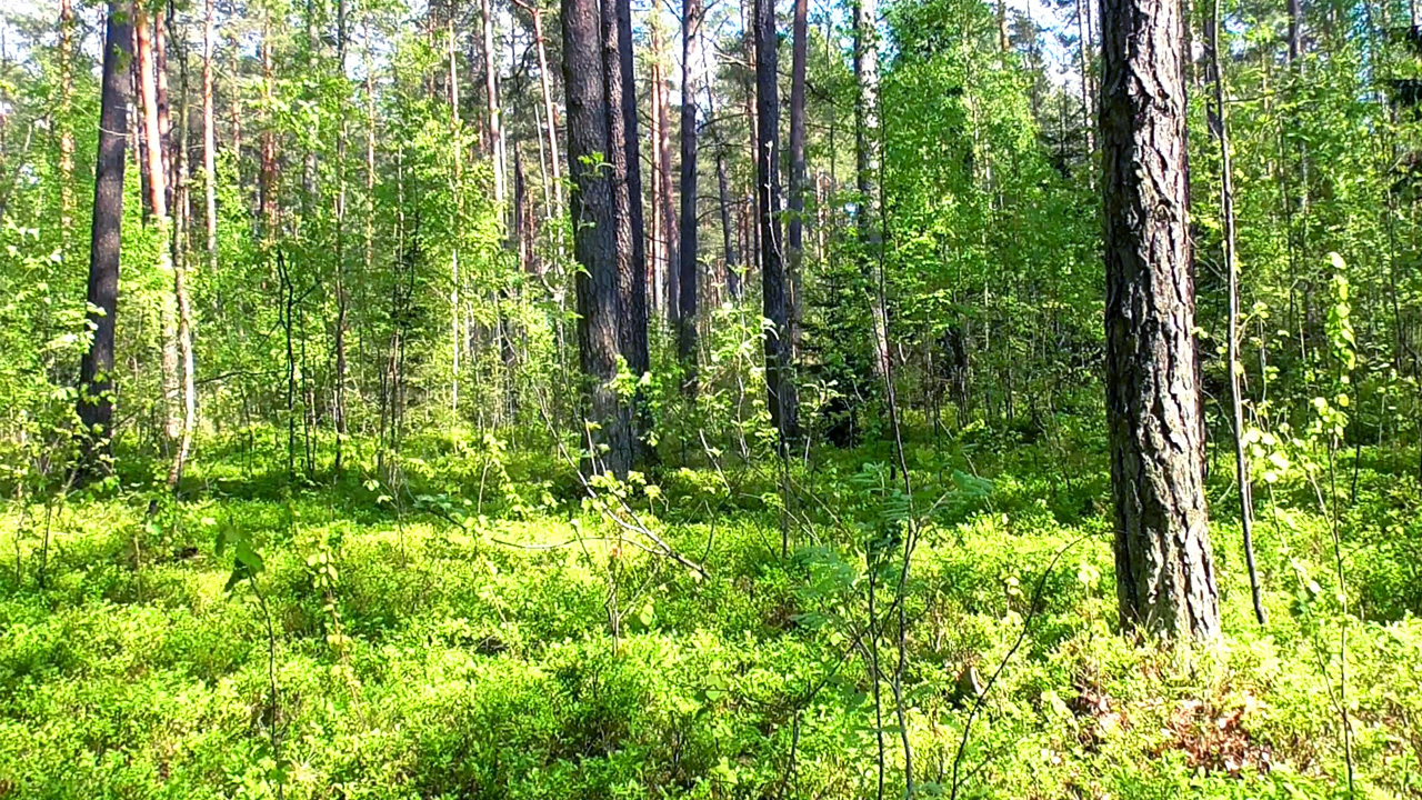 Первые дни лета: сосновый бор. Звуки живой природы.