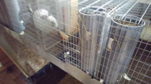 Разведение КРОЛИКОВ с чего начать % ЛИЧНЫЙ ОПЫТ