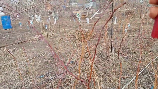 На даче! Первые дачные работы! Обрабатываю малину. Классная дача. смотреть онлайн