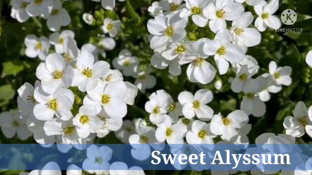 70+ Amazing White Flowers With Names || Garden Colony