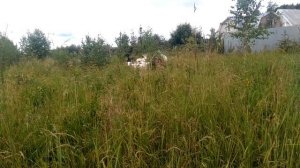 У какой козы молоко вкуснее.