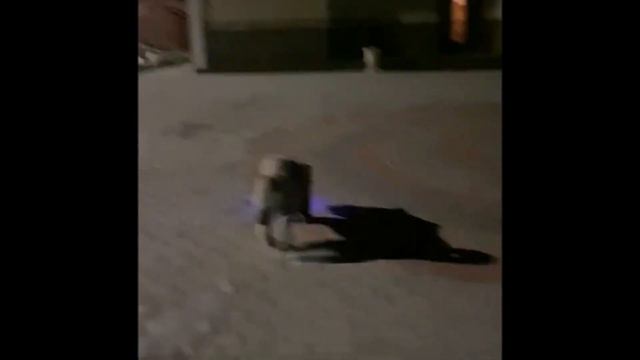 ЗААСИ ДАЙМОНД. Племенной питомник АМЕРИКАНСКИХ АКИТ . Первые Приветики от Выпусников. смотреть онлайн