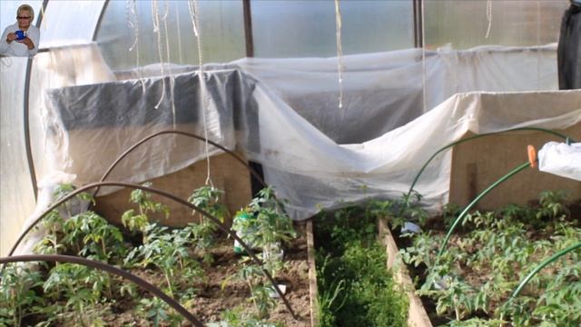 Новый для меня метод посадки картофеля. Смородина "ВИКСНЕ". Цветущие кустарники. Тюльпановый рай! смотреть онлайн