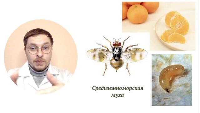 Страшные нестрашные черви в инжире и грибах! смотреть онлайн