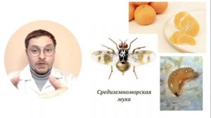 Страшные нестрашные черви в инжире и грибах!