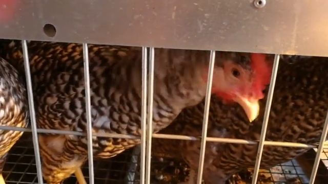 Нехватка витамина D у кур. Последствия смотреть онлайн