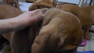 Копия видео "ждем ответственных мам и пап. Щенки бордоского дога рожденные 12.09.16 г."