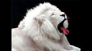 Болезнь "Альбиносы" - что это такое?