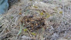 копаем  калган...