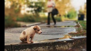 "Мы в ответе за тех кого приручили" - экологический час