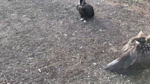 Грифы и сипы мощные птицы! Тайган Vultures are powerful birds! Taigan