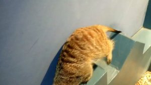 Контактный Зоопарк Звероград 🐰🐖 🐇🐷🐐🐓🐔🐥 Домашние Животные 🐈🐱 Видео для Детей