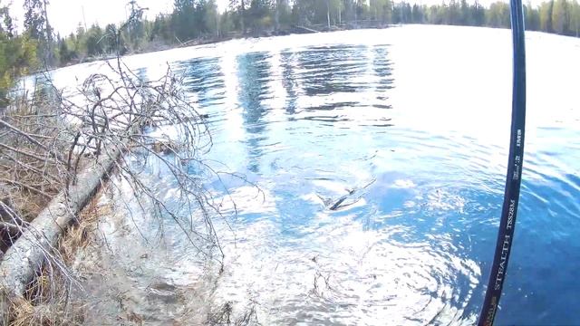 озере Водлозеро Рыбалка в Карелии Весна 2019 Жор щуки Трофей смотреть онлайн