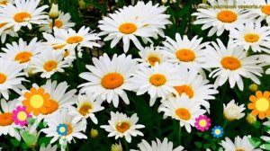 Нивяник наибольший Сноу Леди. Краткий обзор, описание характеристик, где купить саженцы Snow Lady