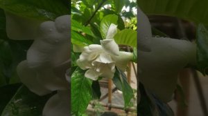 Jempiring / Kacapiring (Gardenia Jasminoides).