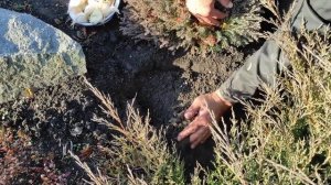 Посадка рокамболь (лук причесночный) в октябре. Лучшее место для лука это цветники.