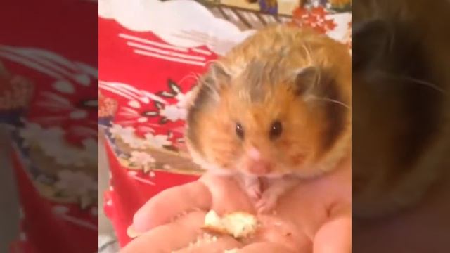 Животные , мышка любит кушать смотреть онлайн