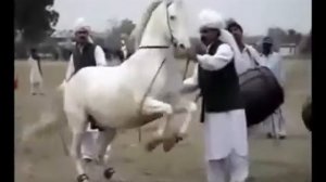 Лезгинка - танцующие лошади