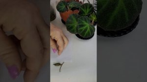 Черенкую листик бегонии Soli mutata 💕