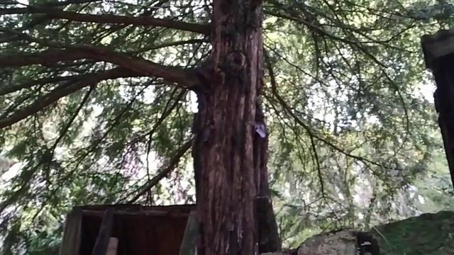 Yew berries - the deadliest fruit of Europe (Taxus baccata) смотреть онлайн