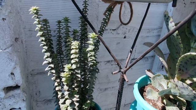 TOUR POR MI JARDIN DE CACTUS Y SUCULENTAS | MILICIENTA смотреть онлайн
