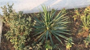 ПРИБРЕЖНОЕ, КРЫМ 2021 г.