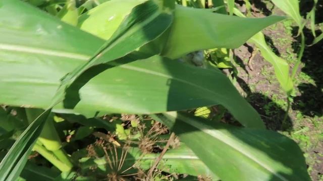 Новый сорт кукурузы - СТРАШНО смотреть онлайн