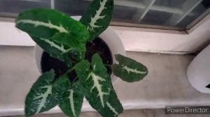 syngonium plant|Garden Ideas|Malayalam video