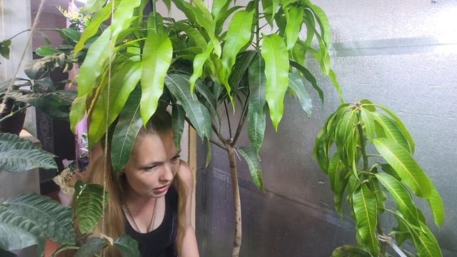 Зимний сад на балконе, первая обзорная экскурсия.