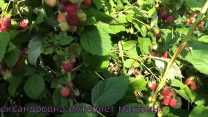 КЕША вкусный позднеспелый сорт летней малины