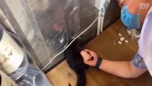 Эти Животные ЗВАЛИ НА ПОМОЩЬ! Попробуй Не Заплакать! ? Топ 100 Моментов Спасения Животных / Лучшее