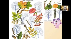 Видеоурок на тему *Что это за листья?*