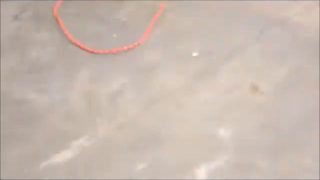 Kirbi X Figo Litter at 4 weeks old