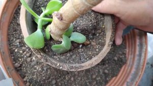 Денежное дерево - Толстянка - красула, садим в "новый" горшок!