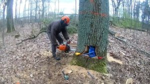 saw cut of a complex tree // Валка дуба домкратом на 50 тонн // Опасное дерево // Stihl ms 660