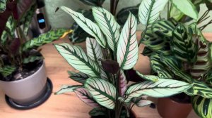 Моя коллекция калатей