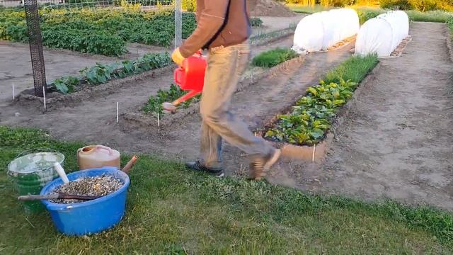 Перепелиный помёт - замечательное органическое удобрение.