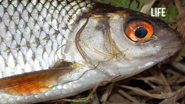 Как на что и где ловить плотву в августе? смотреть онлайн