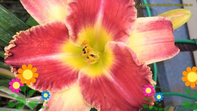 Лилейник гибридный Стартл. Краткий обзор, описание характеристик hemerocallis Startle смотреть онлайн